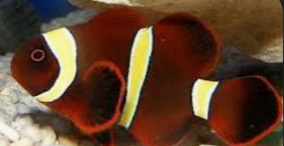 gold stripe maroon clownfish LG