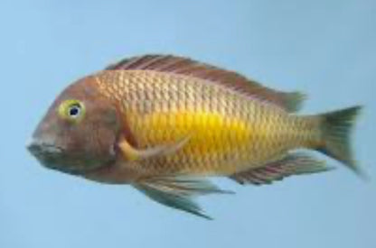 Tropheus Moorii Linangu "Yellow Rainbow" 4"+