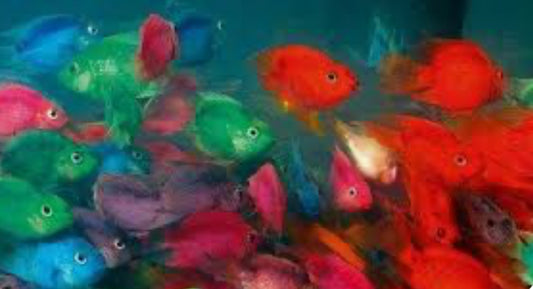 Assorted Color Parrot Fish
