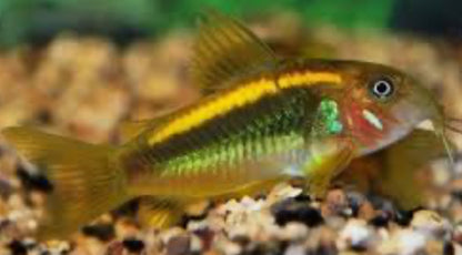 Gold Laser Corydoras