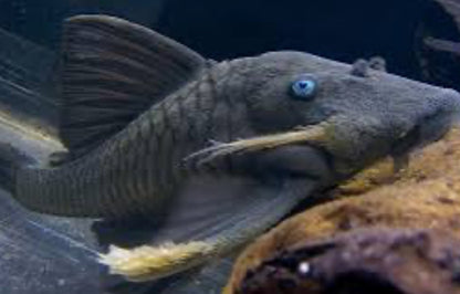 Blue Eyed Pleco (Panaque Suttonorum)