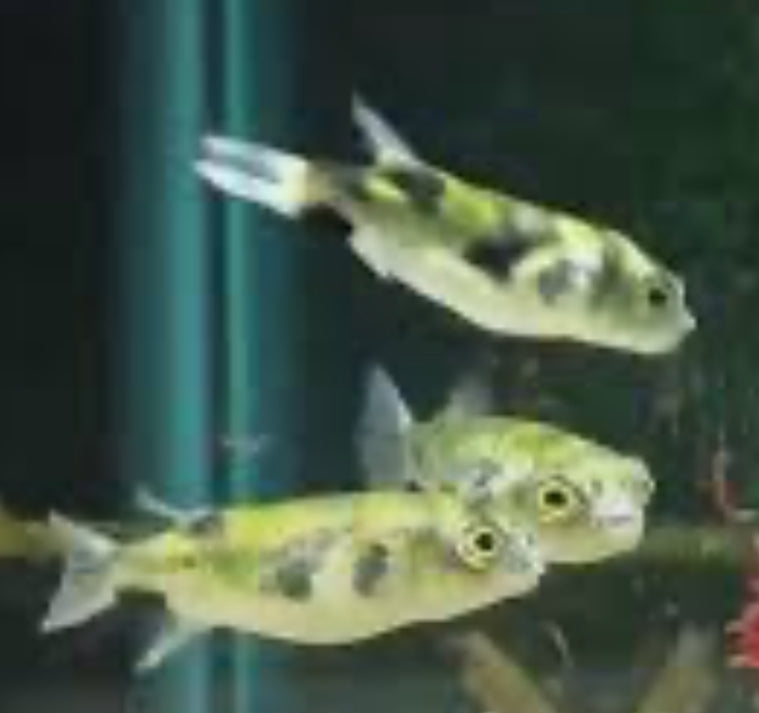 Freshwater Amazon Puffer