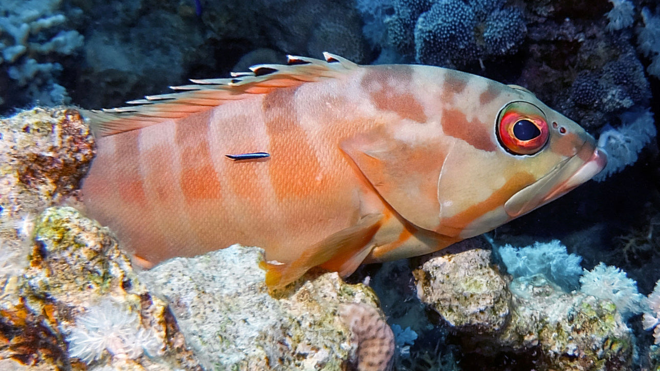 Blacktip Grouper 8"-9"