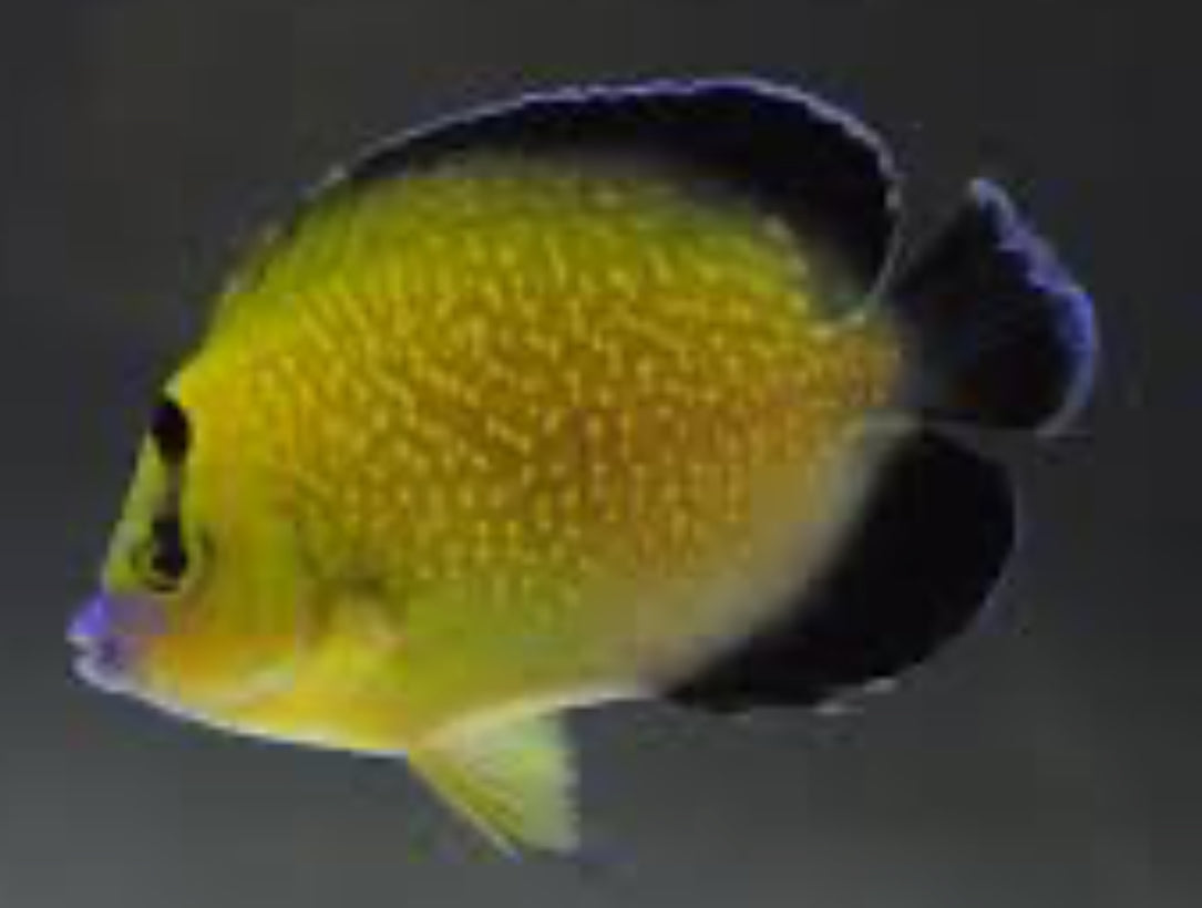 Goldflake Angelfish (Apolemichthys xanthopunctatus)