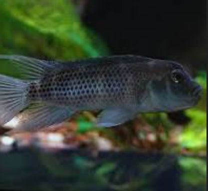 Buffalo Head Cichlid Md-1.5”-2.5”