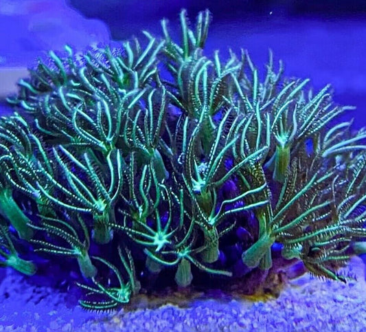 Neon Green Star Polyp-ML