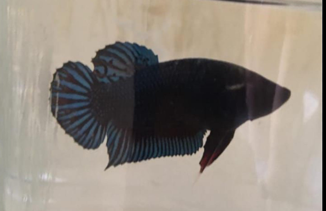 PITBULL MALE BETTA