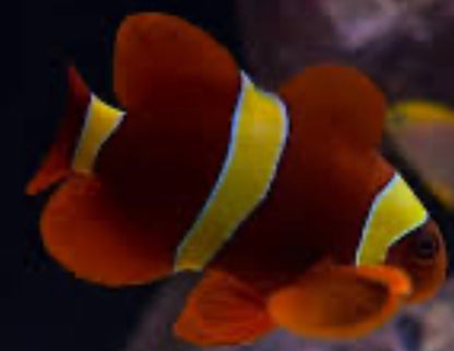 gold stripe maroon clownfish LG