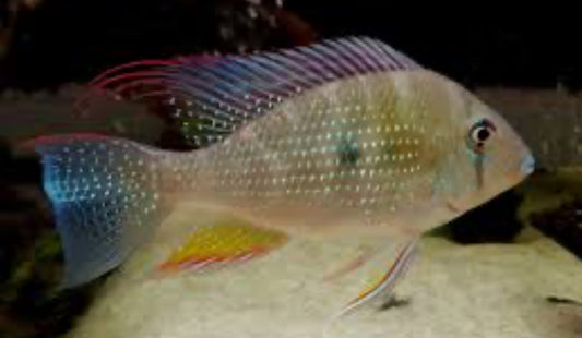 Acarichthys heckelii  Threadfin Acara 3"-4"