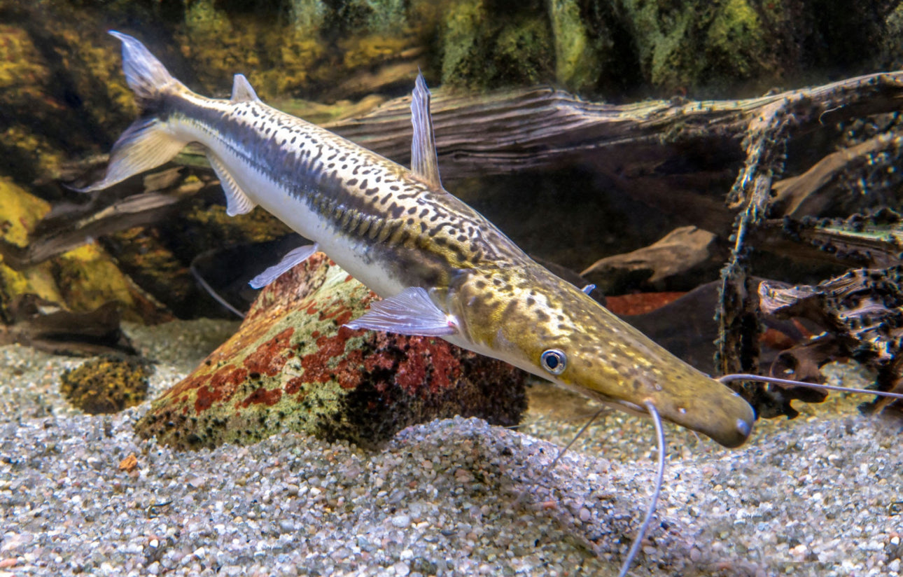 Tiger Shovelnose Catfish