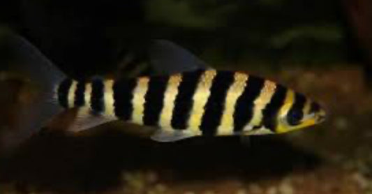 Black Banded Leporinus (Leporinus Fasciatus) 2"+