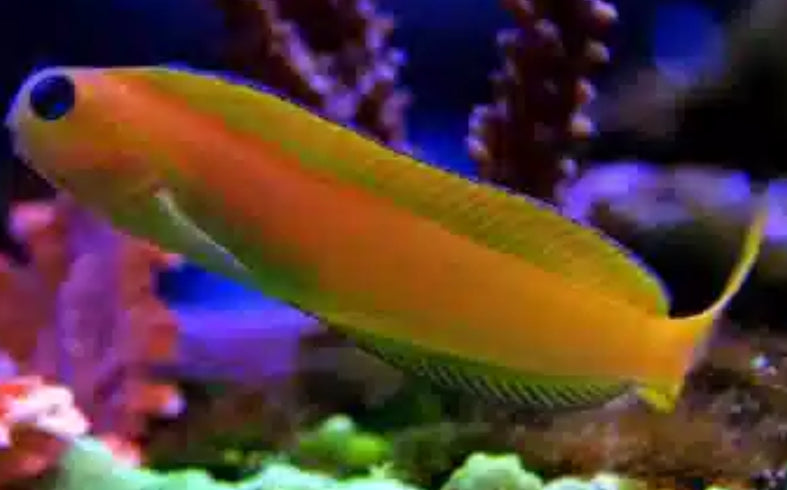 Golden Midas Blenny