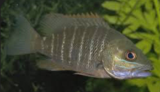 Red Mangrove Jack (Lutjanus Argentimaculatus)