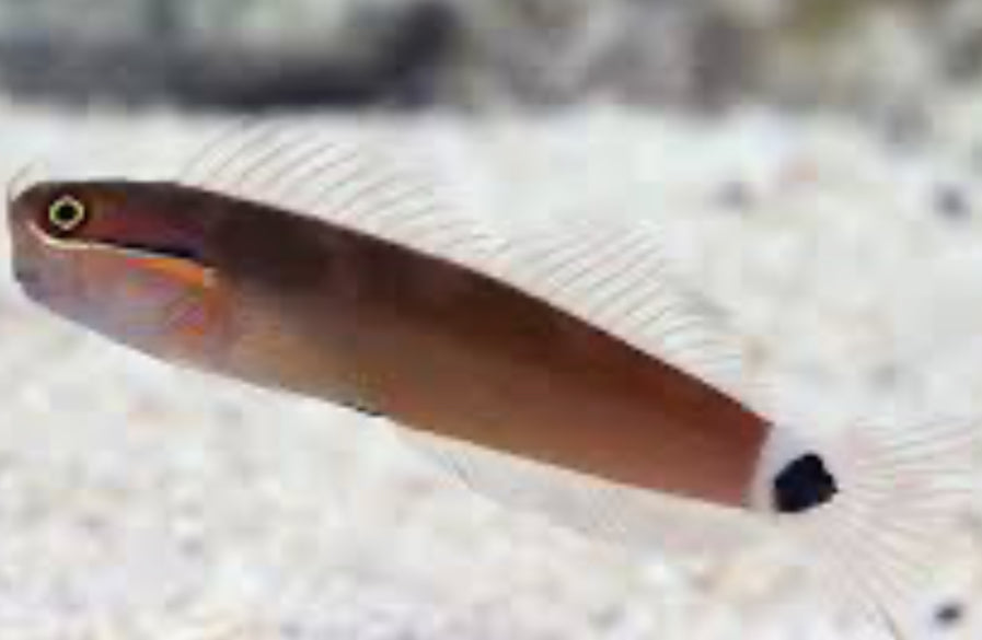 Tail Spot Blenny – DANBURY AQUARIUM