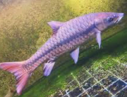 Chinese 'Red' Mahseer (Tor sinensis)