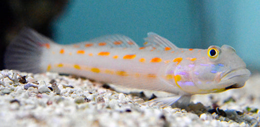 Orange Spotted Shrimp Goby-MDL