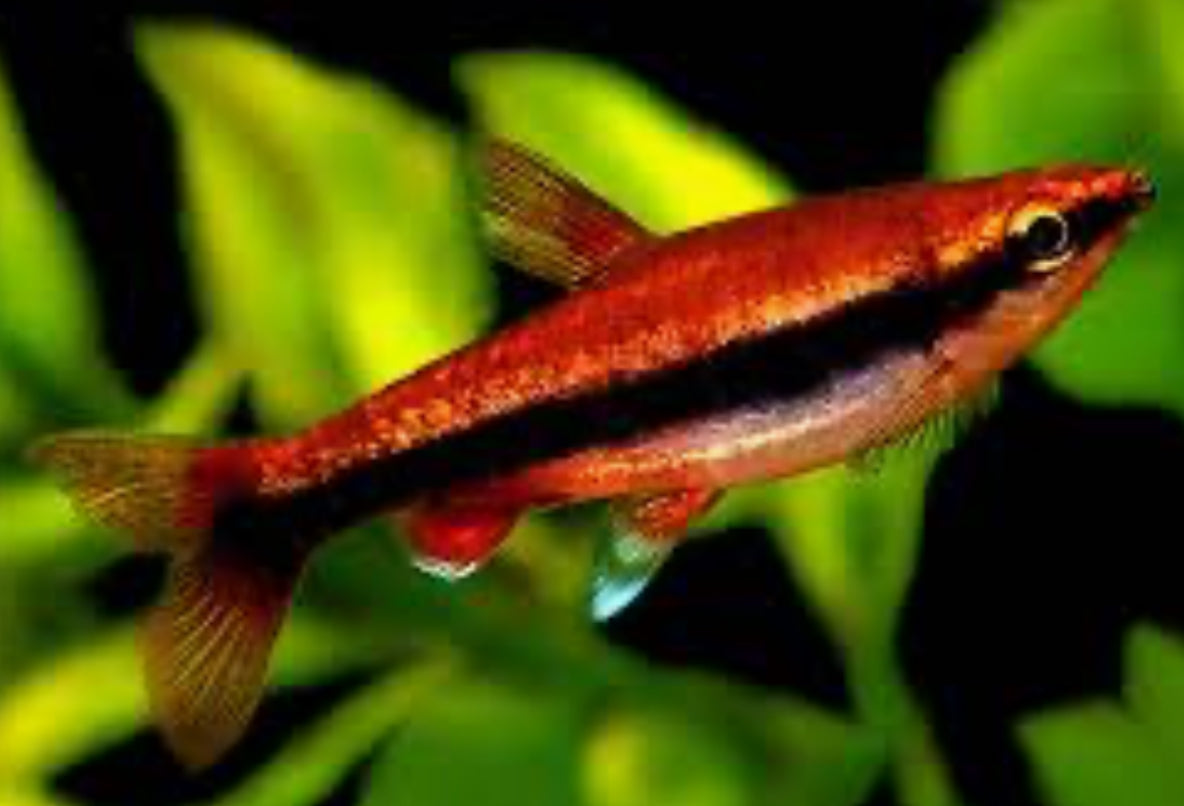 Red Beckford’s Pencilfish (Nannostomus beckfordi ‘red’)