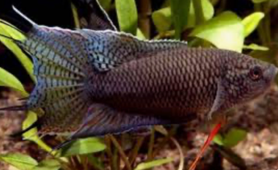 Black Paradise Gourami