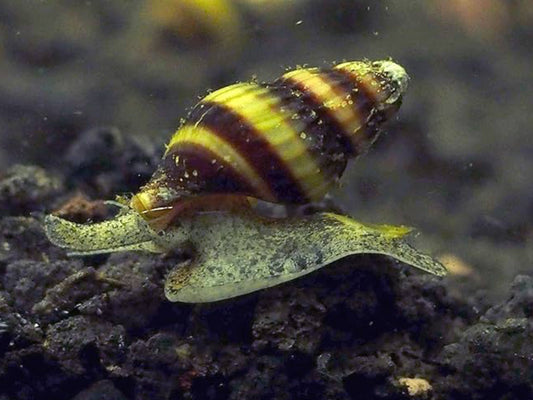 Assassin Snail