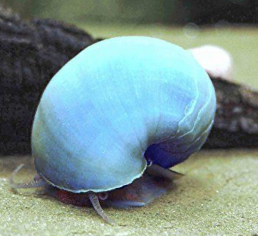 Blue Snails