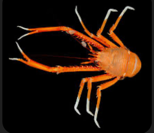 Orange Squat Lobster saltwater