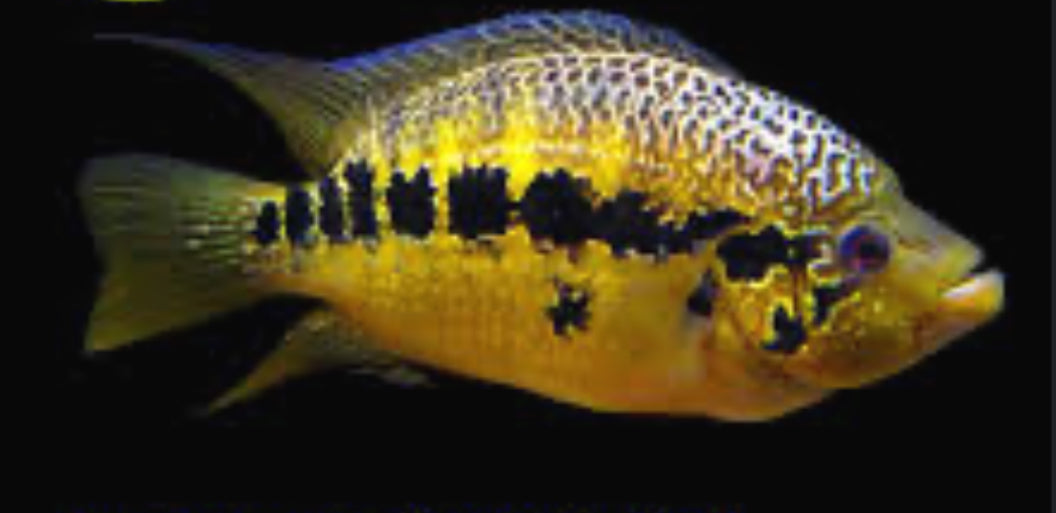 Yellow Jacket Cichlid (Parachromis Friedrichsthalii)