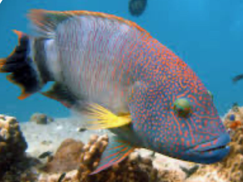 Tripletail Maori Wrasse - Indonesia