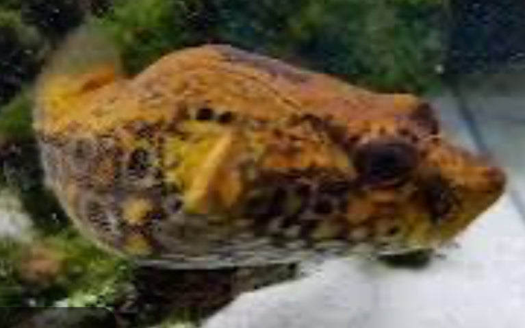 Thai Humpback Dragon Puffer (Pao Palembangensis) 5"