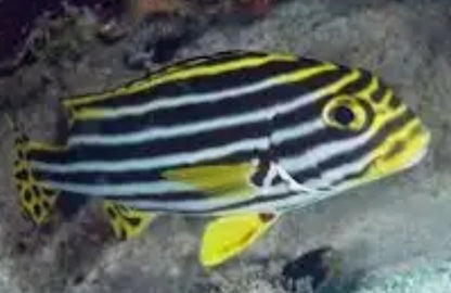 YELLOW LINED SWEETLIPS OR STRIPED SWEETLIPS FISH