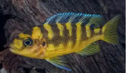 Bumble Bee Cichlid