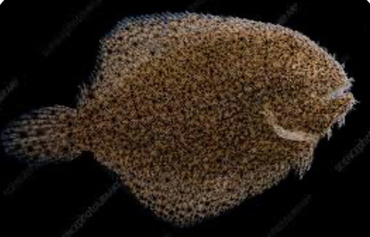 South American Freshwater Flounder (Trinectes cf. hubbsbollinger)