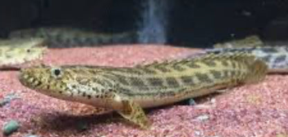 Guinean Bichir (Polypterus ansorgii) 4"