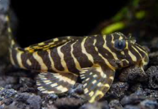 L134 Leopard Frog Pleco (Peckoltia Compta)2"-3"