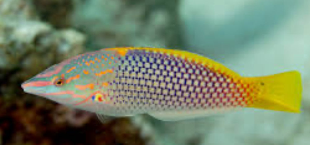 Checkerboard Wrasse