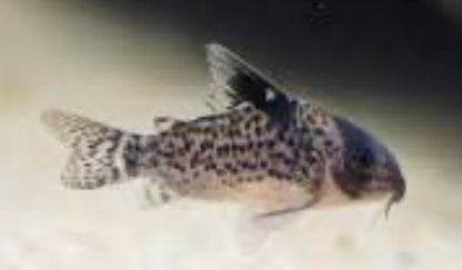 Corydoras Leucomelas