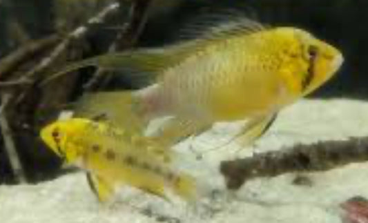 Apistogramma sp. D12
Pacman Apisto