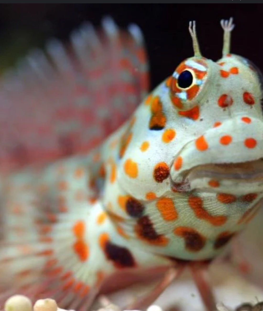 Orange Spot Blenny