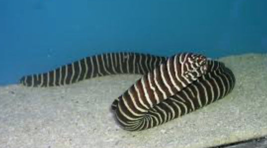 Zebra Eel 20”+