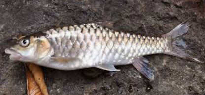 Taiwan Mahseer (Spinibarbus hollandi) 4"-5"