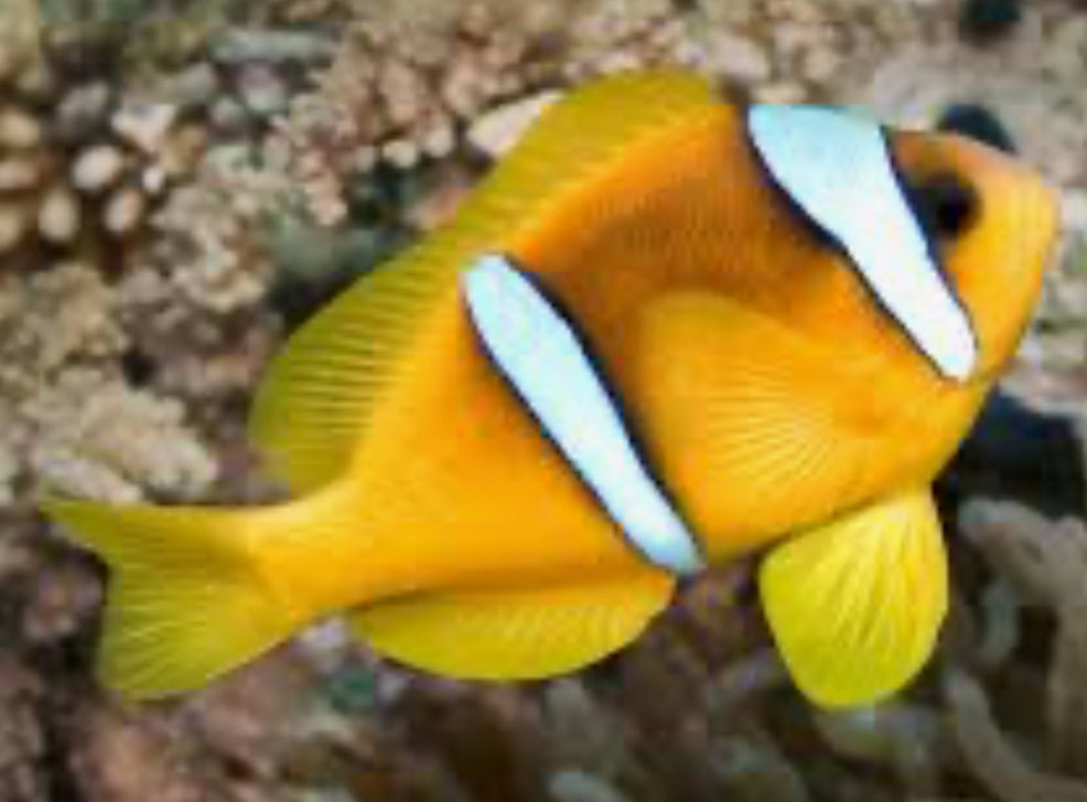 Red Sea Two Banded Clownfish