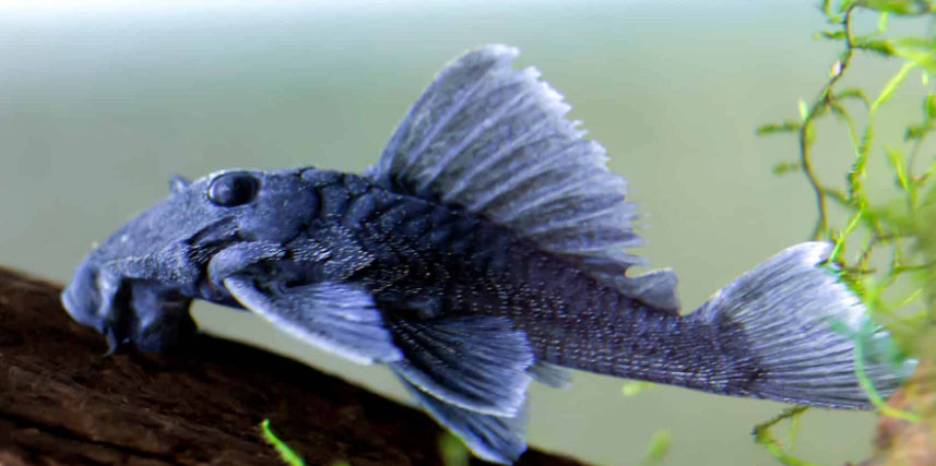 L239 Blue Panaque Pleco (Baryancistrus beggini)