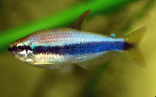 Kerri Blue Emperor Tetra