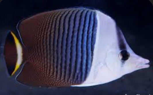 White Faced Butterflyfish-mdl