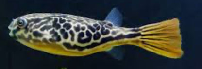 Mbu Puffer Fish (Tetraodon Mbu)