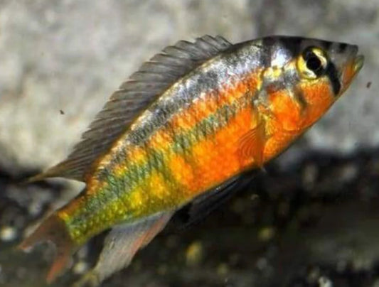 Rock Kribensis Cichlid South American 4”