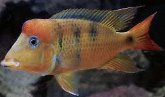 Geophagus pellegrini 4"-5"