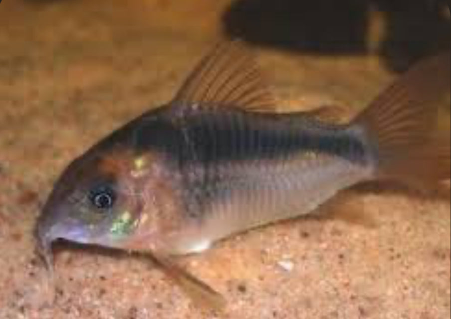 Corydora Rebauti