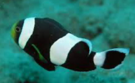 Black Saddleback Clownfish