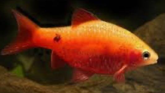 RED SIDE OR RED GLASS BARB