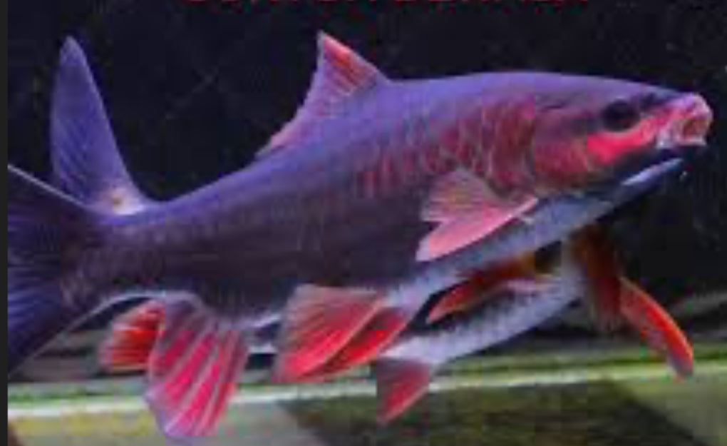 Red Phoenix Barb (Spinibarbus Denticulatus) 3"